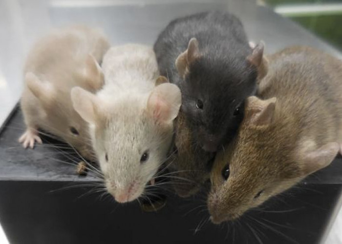 Bagaimana Cara Mengetahu Adanya Sarang Tikus di Rumah? Berikut 5 Tanda-tanda Tikus Bersarang, Oh Ternyata..