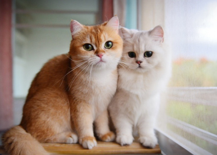 5 Cara Memberikan Kasih Sayang Kepada Kucing Peliharaan, Membuat Kucing Merasa Kehangatan dan Dihargai