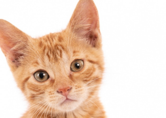 Unik, Ternyata Inilah 5 Cara Kucing Mengungkapkan Cinta dan Terima Kasih Padamu, Apa Kamu Menyadarinya?