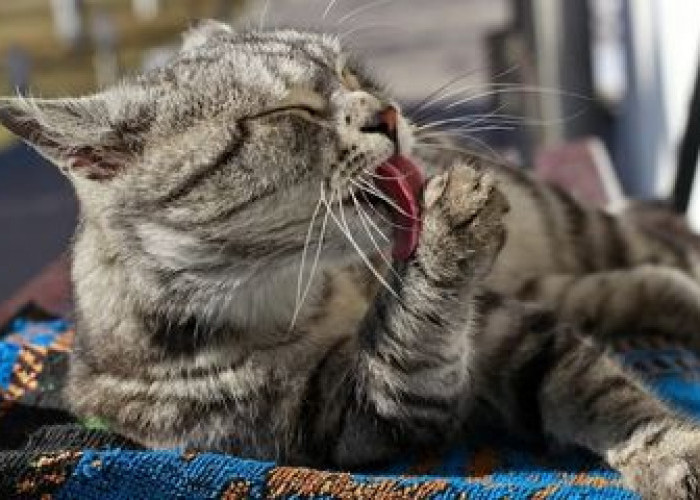 5 Kebiasaan Unik yang Disukai Kucing, Salah Satunya Melihat Burung, Yuk Simak Apa Saja!