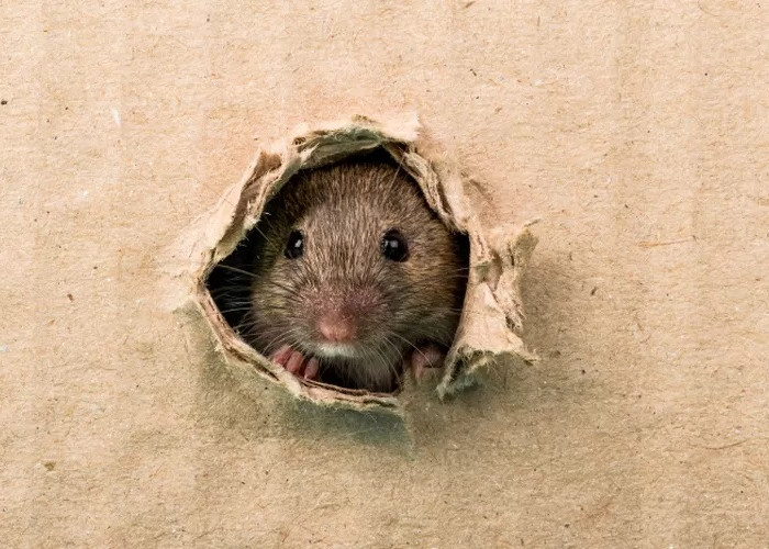 Tikus Tidak Suka Ini! Berikut 5 Cara Ampuh Mengusir Tikus di Rumah, Kata Ahli Begini Caranya!