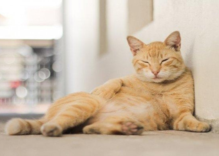 Semakin Sayang Melihat Kucing Liar Betah Singgah di Teras Rumah, Ternyata Ini 7 Alasannya!