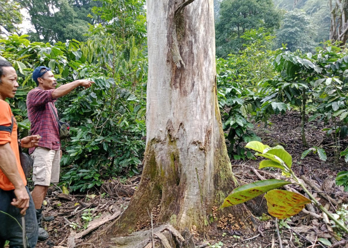 Miris, Puluhan Pohon Endemik Gunung Ciremai Ditemukan Mati, Diduga Kesengajaan untuk Tanaman Kopi