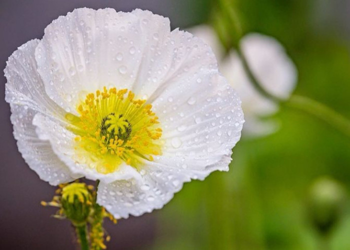 Ketahui, Inilah Fakta Bunga Easter Lily, Tanaman yang Identik dengan Paskah, Simak Penjelasannya