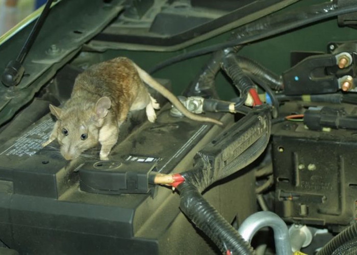 BAHAYA! Jangan Biarkan Tikus Bersarang di Dalam Kap Mesin Mobil Anda Jika Tidak Ingin Hal Ini Terjadi