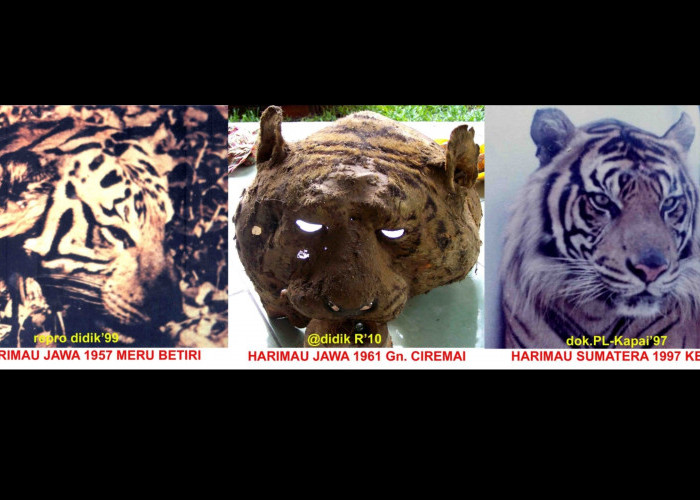 Harimau Jawa Sudah Divonis Punah, Tapi Banyak Saksi Masih Melihat, Termasuk di Kuningan