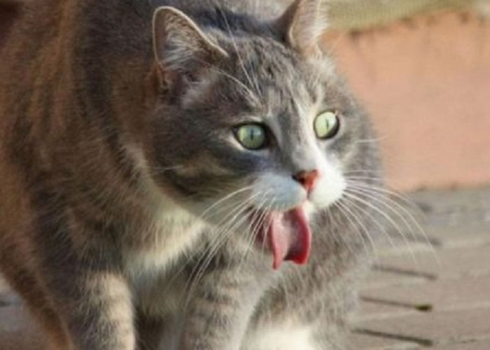Inilah 5 Aroma Yang Bikin Kucing Liar Kapok Datang Ke Rumah, Yuk Simak Disini 