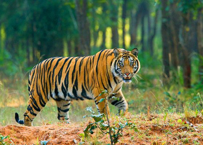 Apakah Harimau Jawa Masih Hidup? Setelah Dinyatakan Punah, Kini BRIN Temukan Sehelai Rambut Harimau Jawa