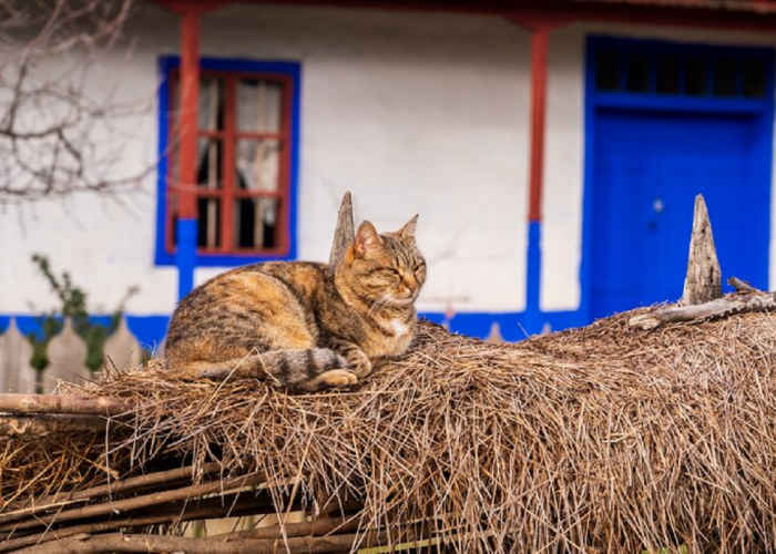 Tetap Cantik Meski Bukan Ras, Berikut Perawatan Kucing Kampung Yang Harus Kamu Pelajari, Nomor 1 Mudah Banget!