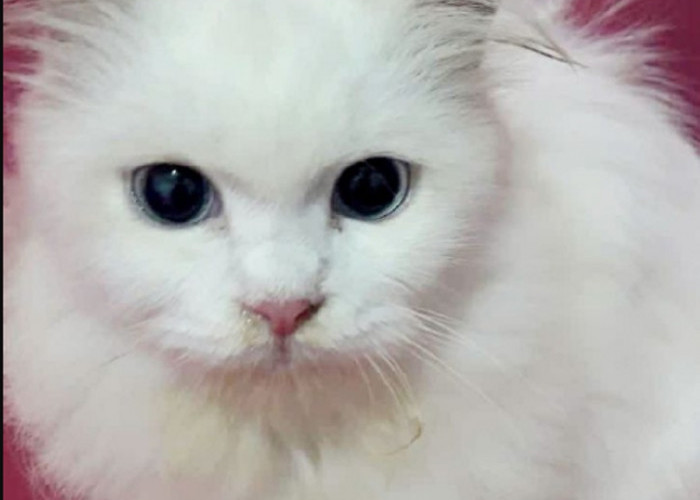 Kenali 5 Cara Mencegah Kucing Betina Birahi Yang Aman, Bisa di Coba Sendiri di Rumah 
