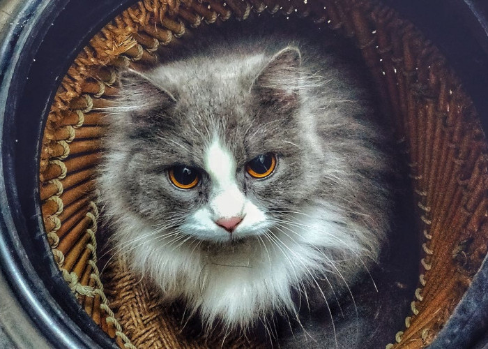 Inilah 5 Arti Mitos Terhadap Kucing Menjadi Fakta yang Diungkapkan, Apakah Benar Susu Sapi Baik untuk Kucing?
