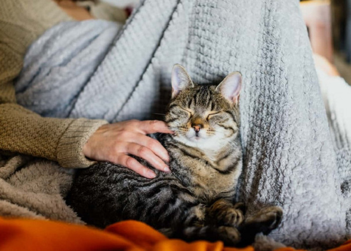 4 Manfaat Tidur Bersama Kucing Menurut Penelitian dan Para Ahli, Yuk Simak Manfaatnya Disini