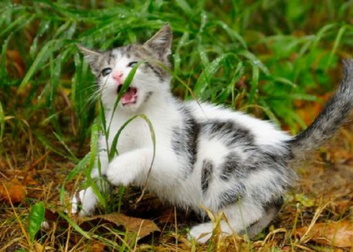 Cocok Untuk Mengusir Kucing Liar Tanpa Menyakiti, Yuk Simak 7 Tanaman Hias Yang di Benci Kucing