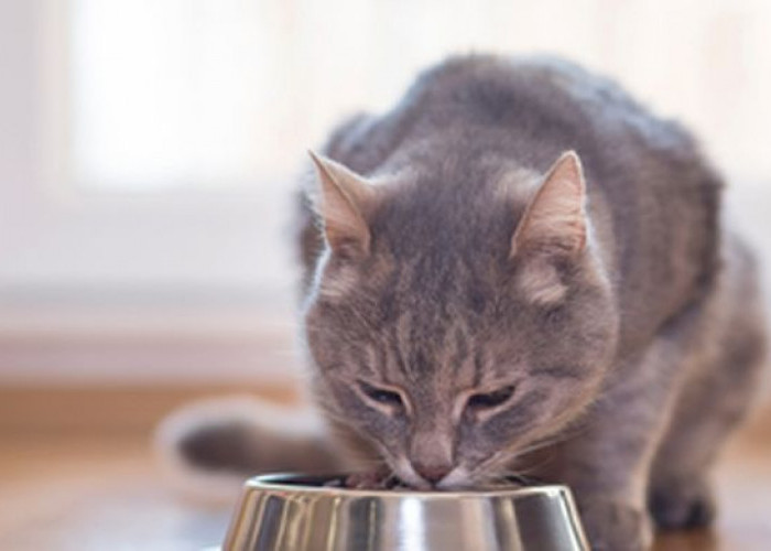 5 Resep Olahan Ikan Untuk Makanan Kucing, Mudah dan Bergizi!