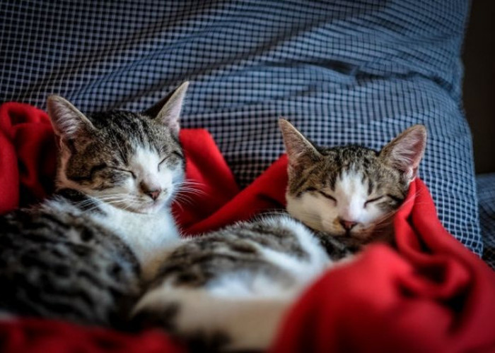 3 Ciri Kucing Pembawa Sial Menurut Primbon Jawa, Apakah Kucing Anda Termasuk?