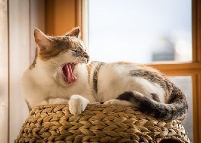 Cukup Dengan Ampas Kopi, Bikin Kucing Kampung Auto Kabur! Cara Ampuh Atasi Kucing yang Suka Berak Sembarangan