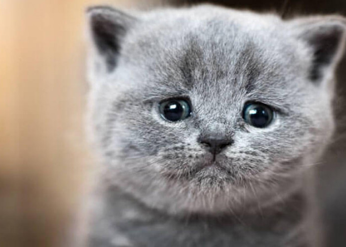 Jangan Diabaikan, 6 Perilaku Kucing Pertanda Sedang Sedih, Bisa Bikin Anabul Depresi Jika Dibiarkan!