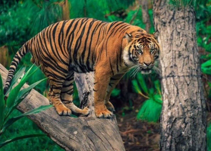 Apa Perbedaan Macan dengan Harimau? Sekilas Mirip Tapi Berbeda, Simak Penjelasannya di Sini! 