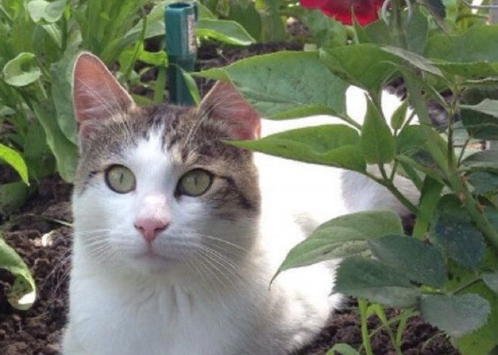 Mengenal 6 Tanaman Yang Paling Dihindari Kucing Liar, Cocok Untuk Mengusir Kucing Tanpa Menyakiti