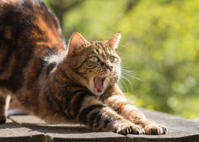 Apakah Kucing Bisa Mati Jika Menghirup Aroma yang Dibenci? Jauhi 5 Aroma Ini dari Kucing Peliharaan!