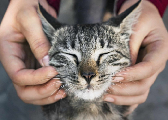 Perhatikan 5 Tanda Kucing Hidup Bahagia Bersamamu, Ini Dia Tandanya!