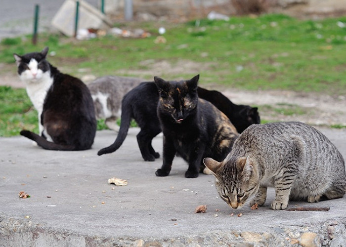 Bikin Kucing Liar Takut dan Lari Terbirit-birit, Inilah 5 Mengusir Kucing Liar Tanpa Membuat Cidera! Ternyata?