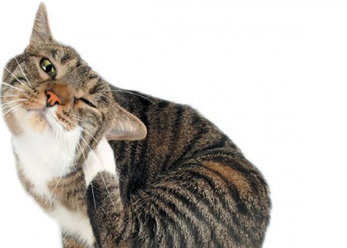 Yuk Ketahui 5 Ciri Ciri Kucing Banyak Kutunya Yang Harus Di Ketahui! Para Pemilik Kucing Wajib Baca