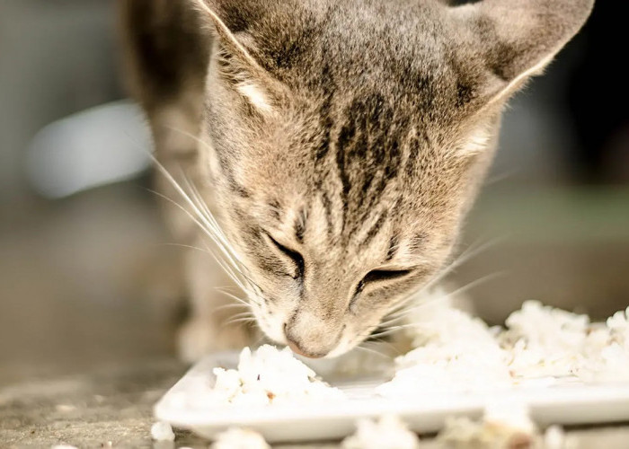 Apakah Kucing Bisa Makan Nasi? Inilah Penjelasannya dan Terdapat Resep Kandungan Protein dan Nasi untuk Anabul