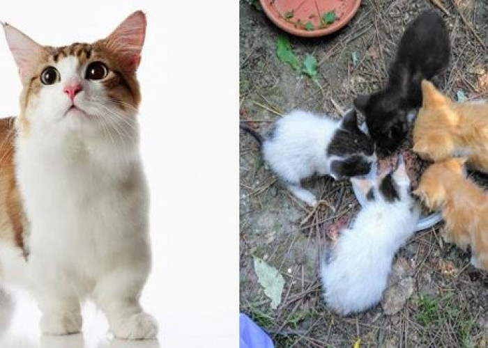 Kucing Ras vs Kucing Jalanan, Apa Saja Perbedaan Dan Kesamaan nya? Simak Disini