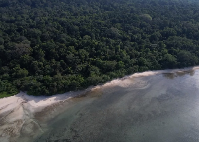 4 Fakta Leuweung Sancang, Hutan Paling Keramat di Pulau Jawa yang Penuh dengan Misteri