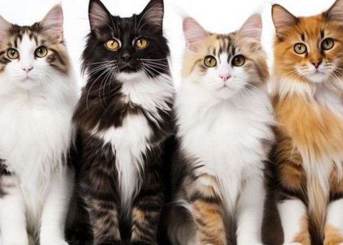 Bongkar 6 Mitos Dan Fakta Menarik Tentang Kehidupan Kucing! Cat Lover Wajib Tahu