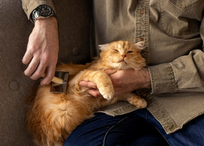 Ini Dia Ungkapan Terima Kasih Kucing Kepada Pemiliknya Yang Jarang di Ketahui