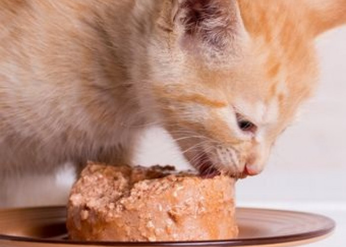 Bagaimana Cara Mengatasi Kucing Kecanduan Wetfood? Anda Harus Tahu Agar Kebutuhan Nutrisi Kucing Terpenuhi!