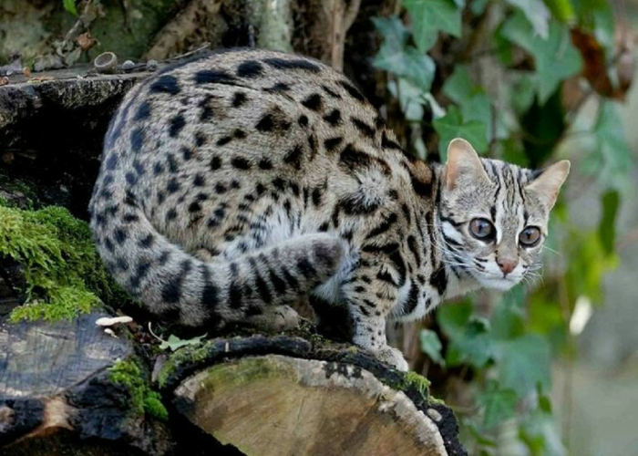 Pernah Lihat Kucing Ini di Hutan? Inilah Kucing Kuwuk, Yuk Kenali Beberapa Fakta Menariknya!