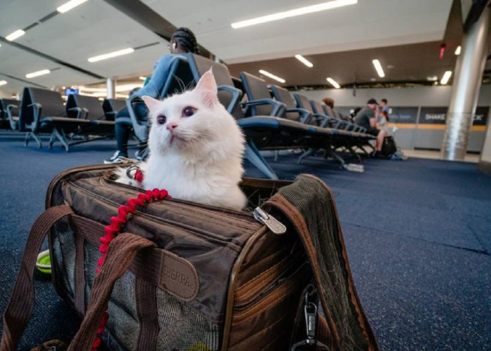 Mau Pergi Mudik Pake Pesawat Sambil Bawa Kucing? Simak dan Pahami Regulasi Hewan Tiap Maskapai Disini!