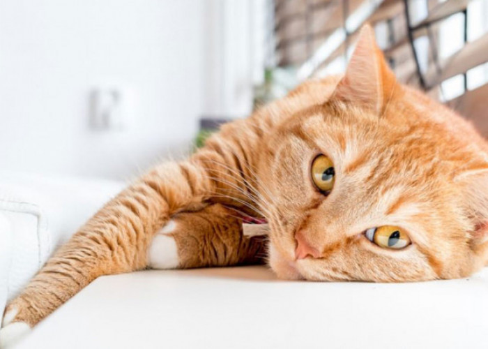 Lucu & Gemas! Inilah 6 Cara Kucing Merayu Pemiliknya Sebagai Tanda Meminta Maaf, yang Jarang Disadari