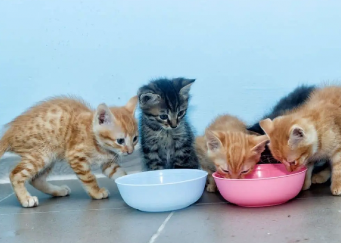 5 Rekomendasi Merk Makanan Anak Kucing Umur Sebulan yang Bernutrisi dan Mudah Didapat