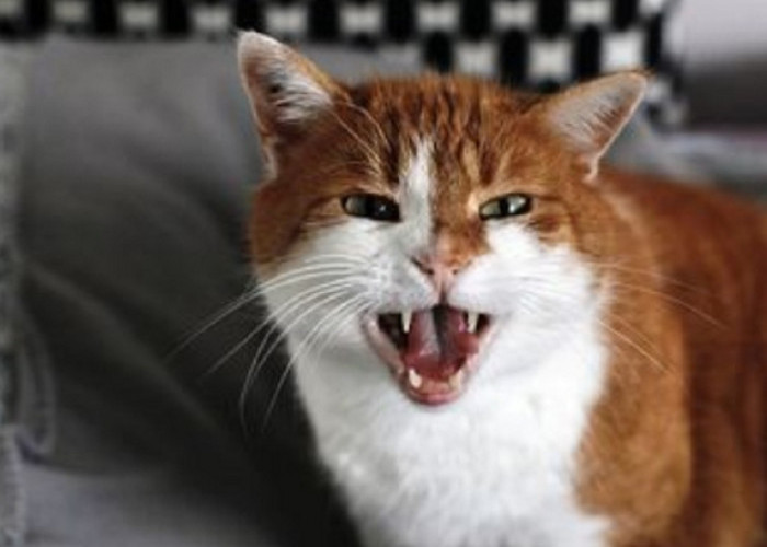 Mengenal 5 Ciri-Ciri Kucing Depresi dan Cara Mengatasinya, Pemilik Kucing Wajib Peka dan Tau!