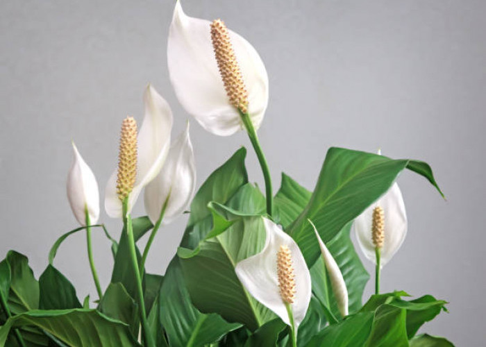 Mengenal 6 Manfaat Tanaman Peace Lily di Dalam Ruangan, Dapat Memurnikan Udara hingga Mengurangi Stres!