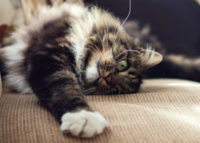 Inilah 4 Cara Mengembalikan Mood Kucing yang Sedang Sedih, Cat Lovers Harus Peka!