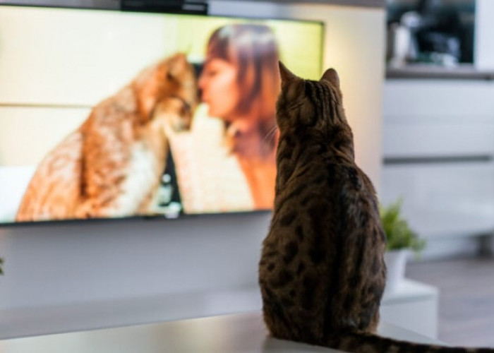 Oh, Ternyata ini 5 Alasan Kenapa Kucing Suka Menonton TV Bersama Kita, No. 2 Bikin Terharu