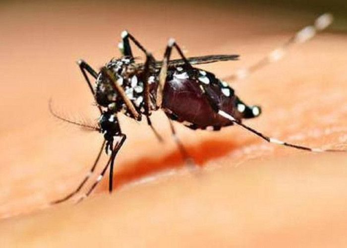 Kenali ini Sebelum Terlambat! 4 Penyakit Mematikan yang Dibawa oleh Nyamuk Beserta Pencegahannya 