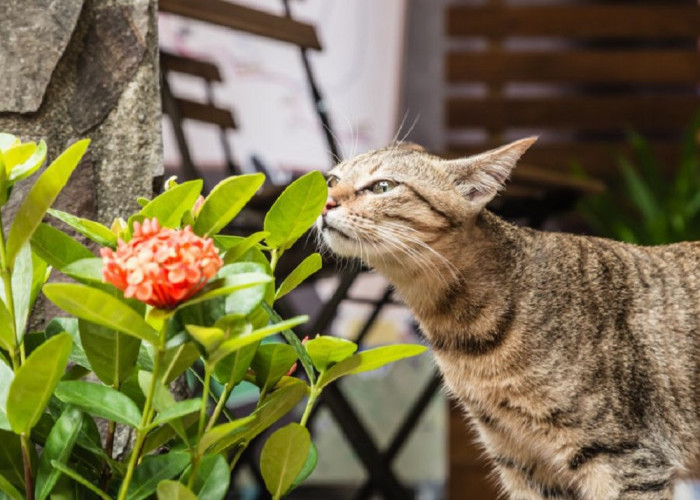Inilah 5 Tanaman Pengusir Kucing, Cocok Untuk Mengusir Kucing Liar Yang Suka Berak dan Kencing Sembarangan