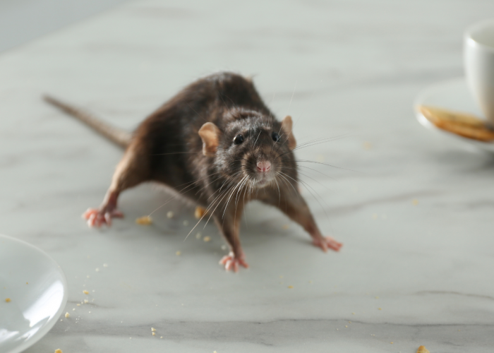 Bukan Cuma Tikus! Inilah 5 Hewan yang Sering Dianggap Sebagai Hama di Rumah Kita