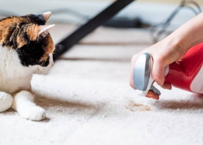 Ini 4 Langkah atau Cara Membersihkan Muntah Kucing di Lantai atau Karpet dengan Bersih!