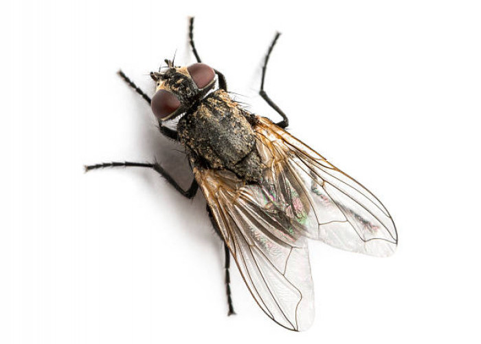 Biar Rumah Bebas Lalat, Ini 5 Cara Mengusir Lalat Dari Rumah, yang Ampuh dan Mudah Dilakukan!