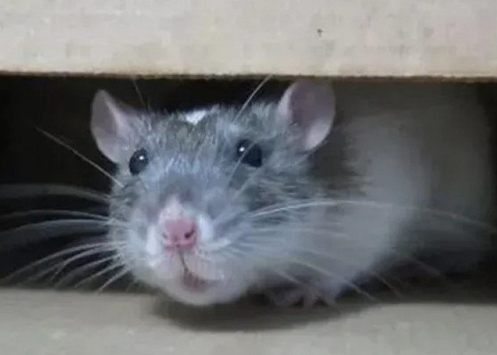 Curiga ada Tikus di Rumah? Ini 5 Cara Menemukan Sarang Tikus di Rumah dengan Mudah