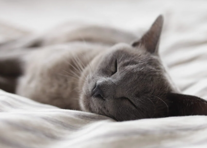 5 Manfaat Tidur Bersama Kucing di Kasur, yang Ternyata Bagus Untuk Kesehatan!