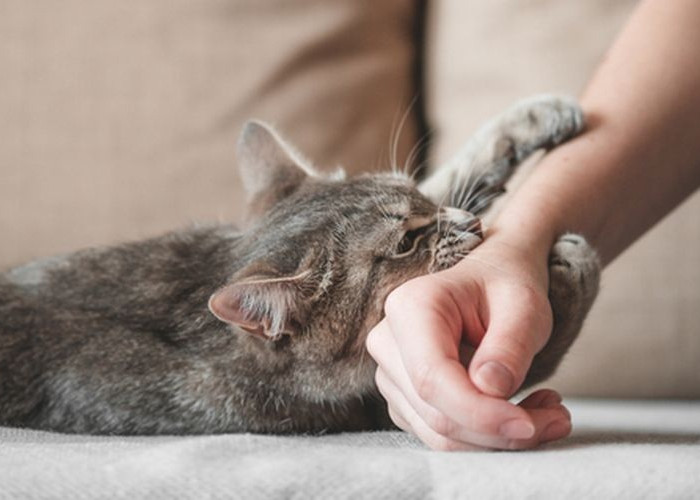 Kenapa Kucing Suka Menggigit Pemiliknya? Inilah 5 Alasan Kucing Menggigit, Jangan Salah Paham!