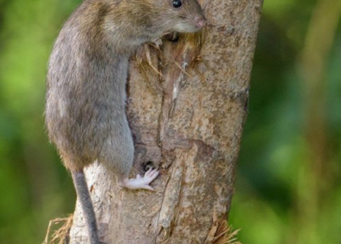 Baunya Bikin Tikus Trauma, Ini Dia 6 Bahan Dapur yang Efektif Usir Tikus di Rumah